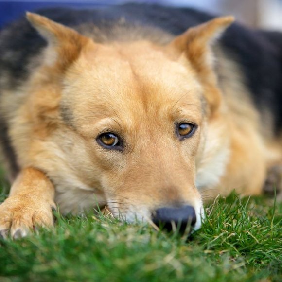 Meet your Posher, muttmomma - Picture 6 of 8